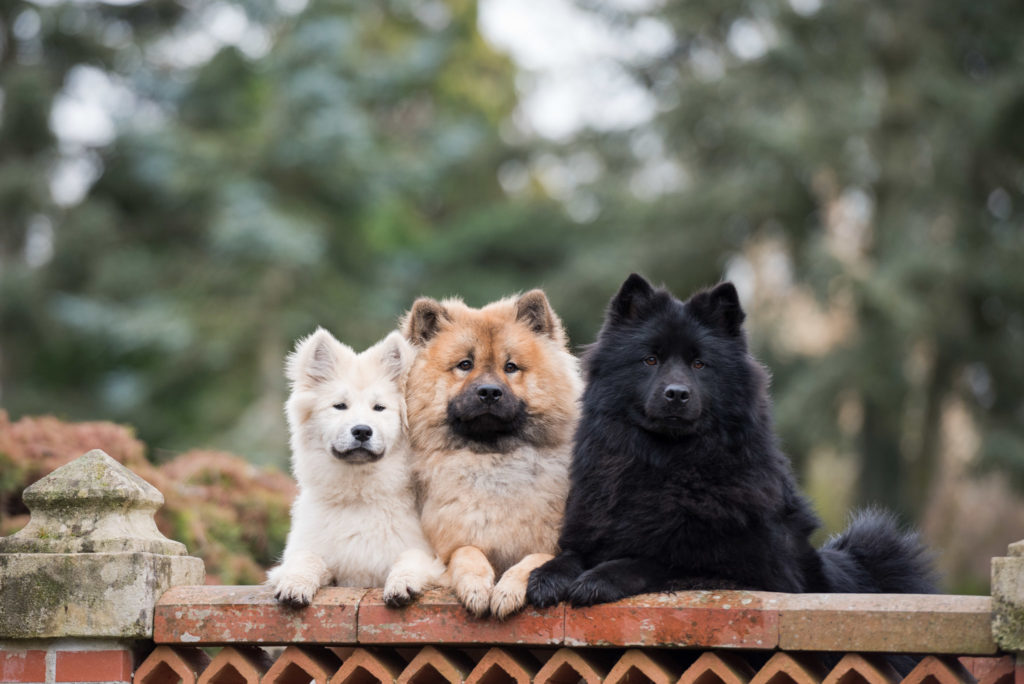 3 chiens eurasiers de couleurs différentes posés sur un petit pont dans un parc