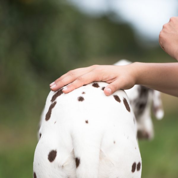 Séance de kinésiologie sur un dalmatien, main sur le dos de la chienne